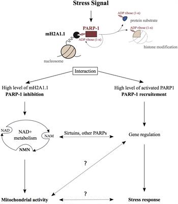 The MacroH2A1.1 – PARP1 Axis at the Intersection Between Stress Response and Metabolism